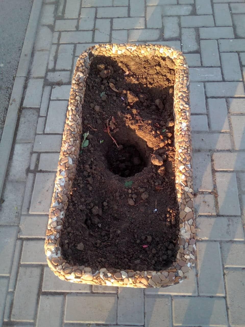 «полювання» на…хризантеми. Зображення 2