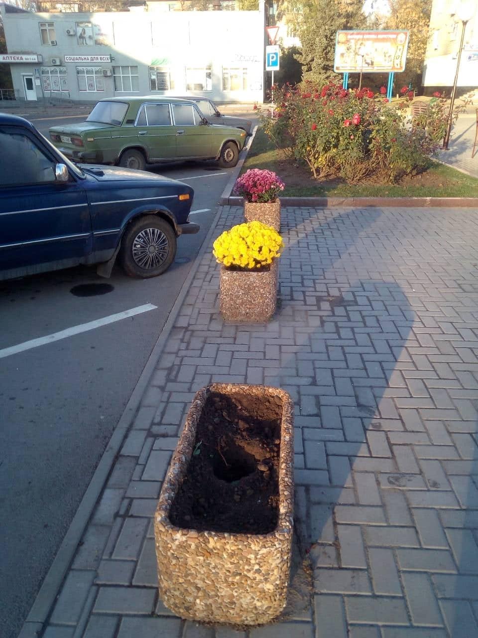 «полювання» на…хризантеми. Зображення 3