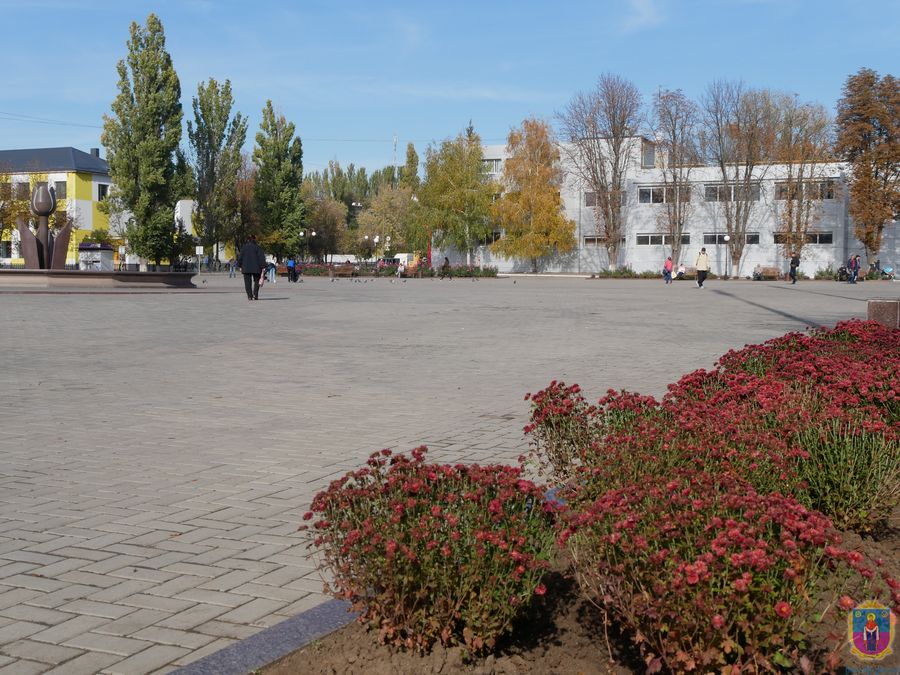 «полювання» на…хризантеми. Зображення 4